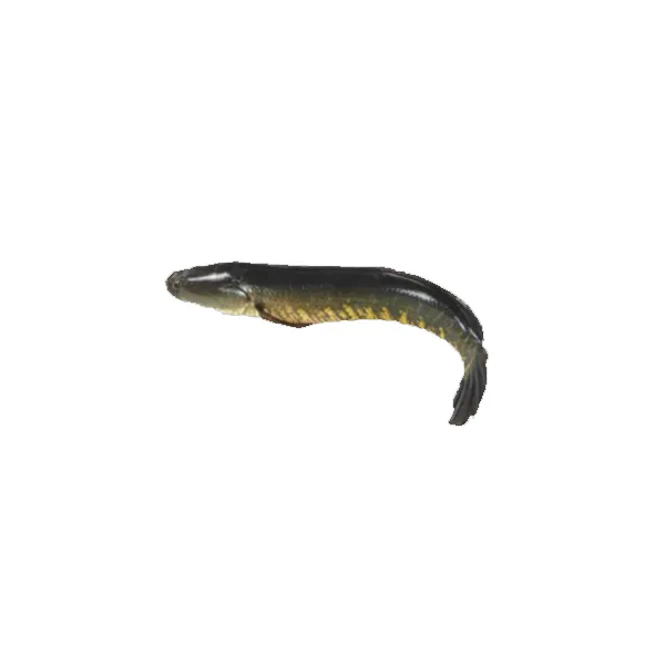 Shol Fish