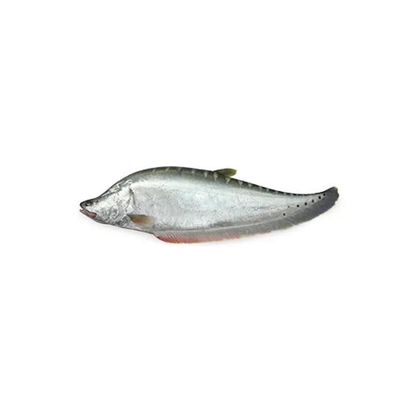 Chitol Fish