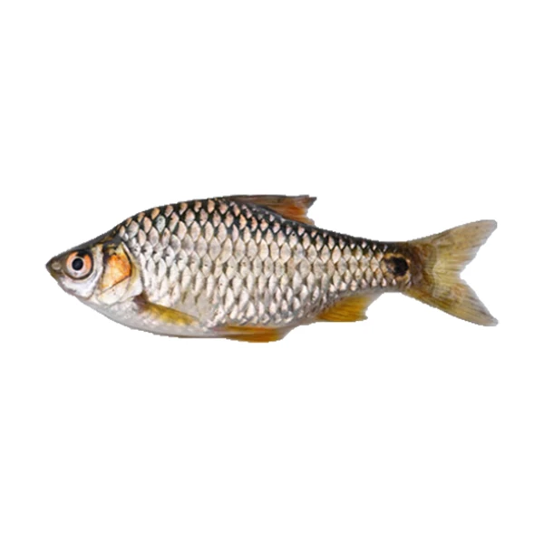 Puti Fish Small