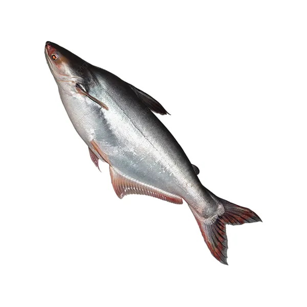Pangas Fish River