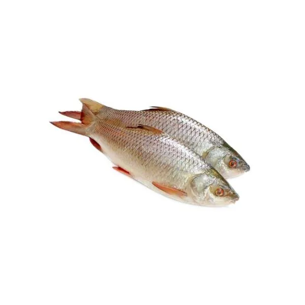 Rui Fish (5 - 5.9 KG)