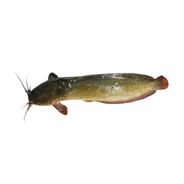 Magur Fish